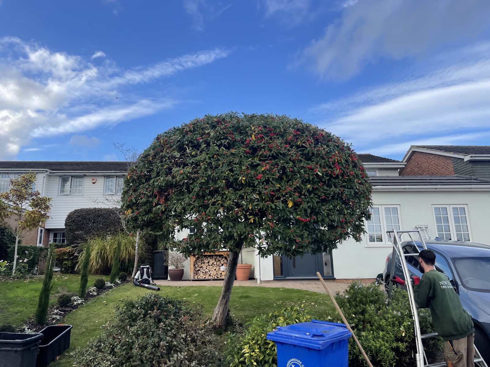 A dense ornamental dome pruned to shape in front of a Marlow home.