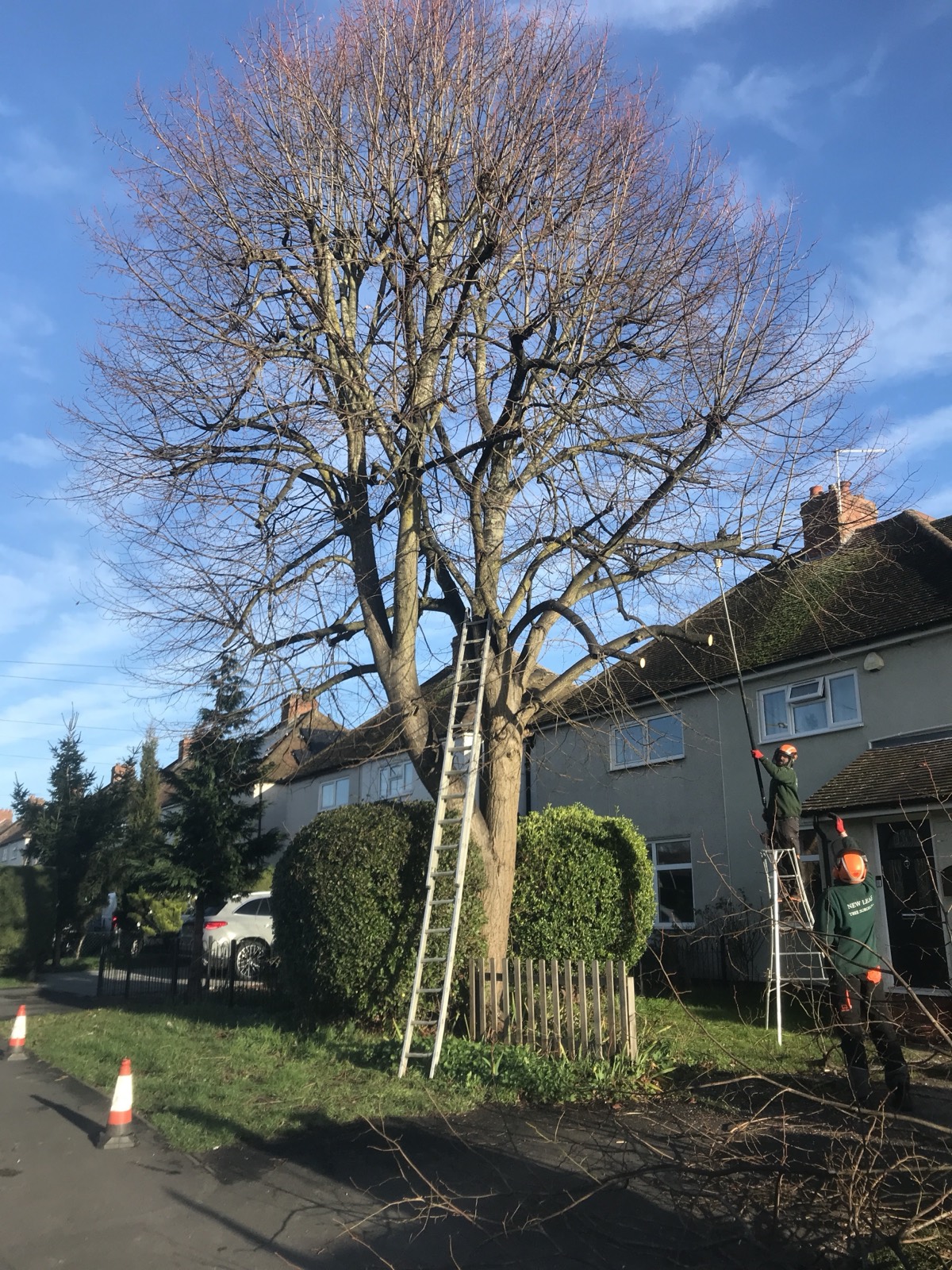 Reducing and reshaping a large roadside tree over winter, working from ladder and rope.